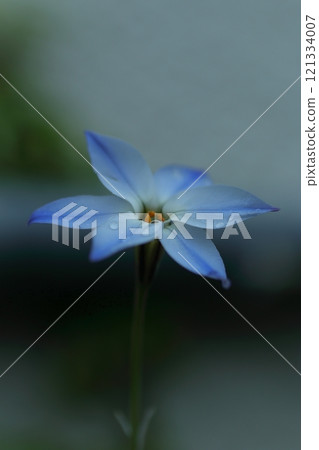 藍色Hananyla花 藍色Hananyla花 121334007