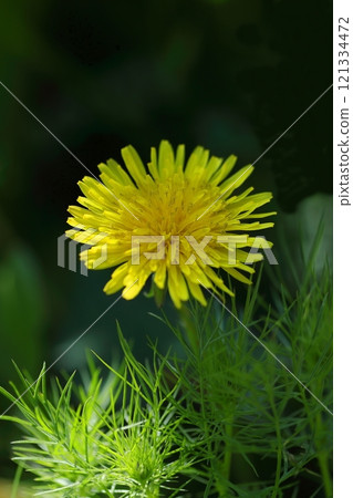 Yellow dandelion flower 121334472