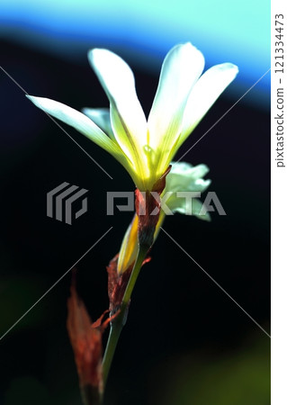 White Sparaxis flower White Sparaxis flower 121334473