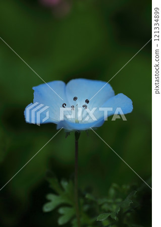 Blue nemophila flowers Blue nemophila flowers 121334899