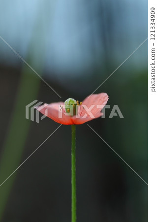 Red long-headed poppy Red long-headed poppy 121334909