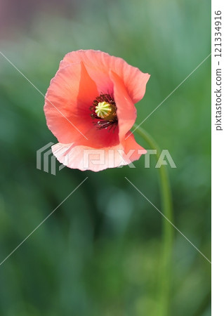 Red Poppy Flower Red Poppy Flower 121334916