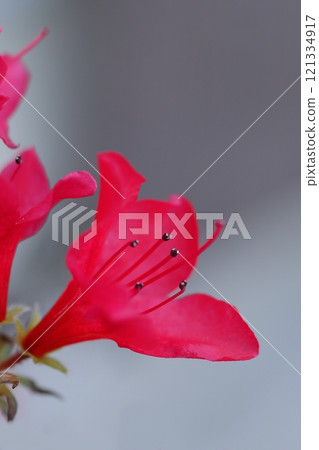 Red Azalea Flower 121334917