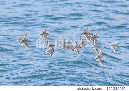 一群飛翔的鷸 一群飛翔的鷸 121334961