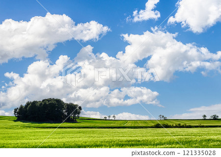 Green field of wheat in spring with trees in the background, on a sunny day with blue sky and white clouds. Rural landscape 121335028