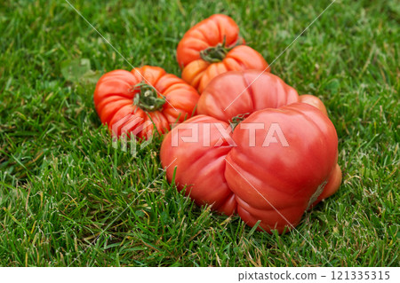Red tomatoes on the green grass background Red tomatoes on the green grass background 121335315
