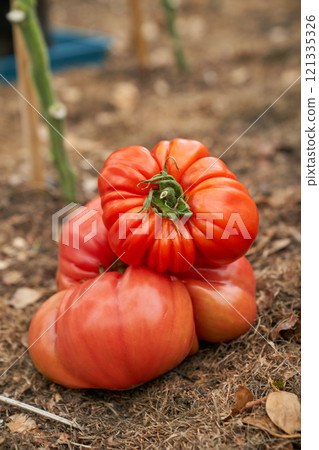 Red tomatoes on the ground, greenhouse background Red tomatoes on the ground, greenhouse background 121335326