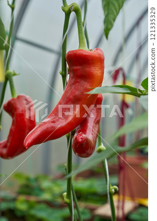 Red chilli peppers, green greenhouse background Red chilli peppers, green greenhouse background 121335329