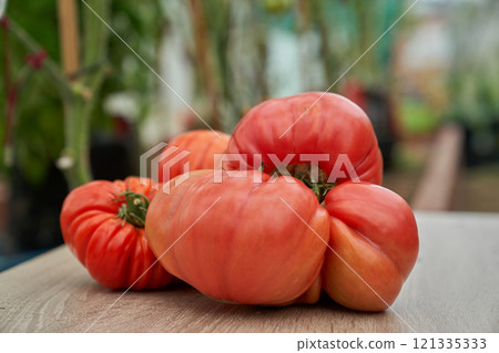 Red tomatoes on the wooden board, green greenhouse background Red tomatoes on the wooden board, green greenhouse background 121335333