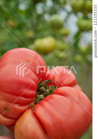 Red tomatoes man holding hand, green greenhouse background 121335335