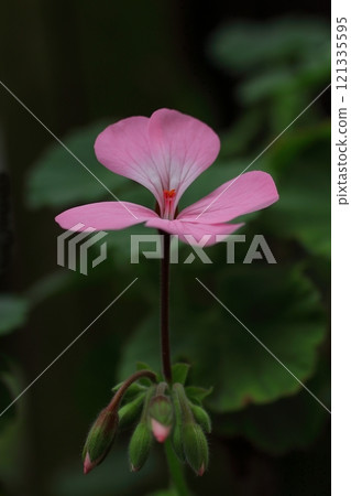 粉紅色的常春藤天竺葵 粉紅色的常春藤天竺葵 121335595