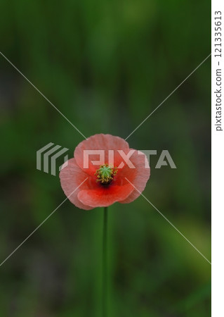 Red Poppy Flower 121335613