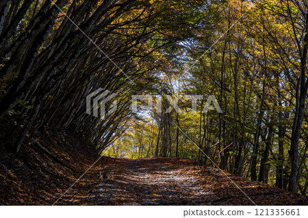 [Mikabuko Super Forest Road] Off-road in the depths of autumn 121335661