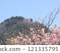 Cherry blossoms on top of the mountain, and in the foreground 121335795