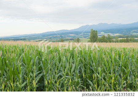 [Autumn corn fields seen from Senbo Pass, Kamifurano Town] 121335832