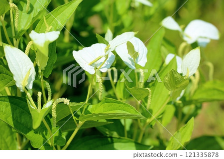 時令半花椒花 121335878