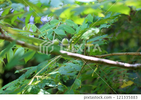 Cute Japanese walnut fruit 121335883