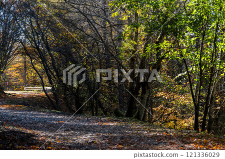 【三香穗超級森林之路】深秋的蜿蜒道路 121336029