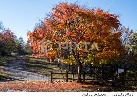 【米卡博超級森林之路】深秋的米卡博森林公園 121336035