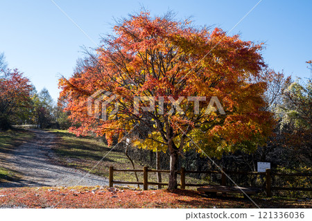 【米卡博超級森林之路】深秋的米卡博森林公園 【米卡博超級森林之路】深秋的米卡博森林公園 121336036
