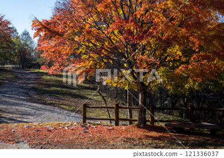 【米卡博超級森林之路】深秋的米卡博森林公園 121336037