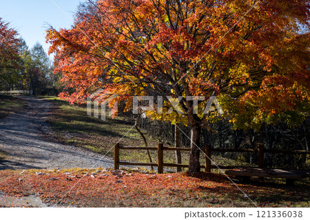 【米卡博超級森林之路】深秋的米卡博森林公園 【米卡博超級森林之路】深秋的米卡博森林公園 121336038