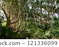 The trees of Sakatura Isosaki Shrine, Ibaraki Prefecture The trees of Sakatura Isosaki Shrine, Ibaraki Prefecture 121336099