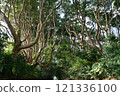 The trees of Sakatura Isosaki Shrine, Ibaraki Prefecture The trees of Sakatura Isosaki Shrine, Ibaraki Prefecture 121336100