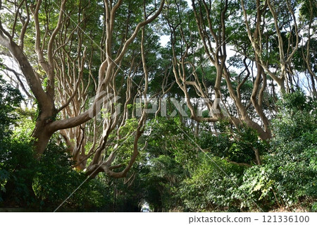 茨城縣坂津磯崎神社的樹木 茨城縣坂津磯崎神社的樹木 121336100