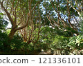 The trees of Sakatura Isosaki Shrine, Ibaraki Prefecture The trees of Sakatura Isosaki Shrine, Ibaraki Prefecture 121336101