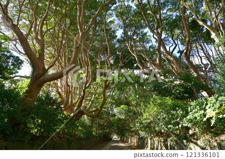 The trees of Sakatura Isosaki Shrine, Ibaraki Prefecture The trees of Sakatura Isosaki Shrine, Ibaraki Prefecture 121336101