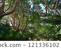 The trees of Sakatura Isosaki Shrine, Ibaraki Prefecture The trees of Sakatura Isosaki Shrine, Ibaraki Prefecture 121336102