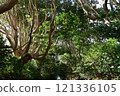 The trees of Sakatura Isosaki Shrine, Ibaraki Prefecture The trees of Sakatura Isosaki Shrine, Ibaraki Prefecture 121336105