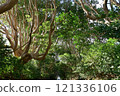The trees of Sakatura Isosaki Shrine, Ibaraki Prefecture The trees of Sakatura Isosaki Shrine, Ibaraki Prefecture 121336106