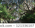 The trees of Sakatsuraisosaki Shrine, Ibaraki Prefecture The trees of Sakatsuraisosaki Shrine, Ibaraki Prefecture 121336107