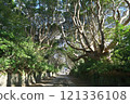 The trees of Sakatura Isosaki Shrine, Ibaraki Prefecture The trees of Sakatura Isosaki Shrine, Ibaraki Prefecture 121336108