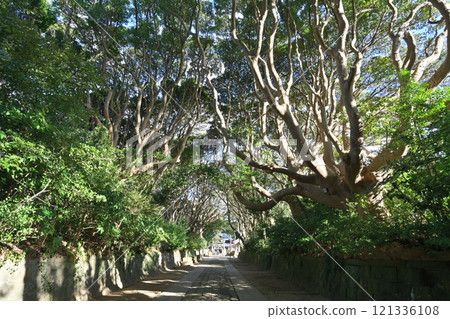 茨城縣坂津磯崎神社的樹木 茨城縣坂津磯崎神社的樹木 121336108