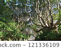The trees of Sakatura Isosaki Shrine, Ibaraki Prefecture The trees of Sakatura Isosaki Shrine, Ibaraki Prefecture 121336109