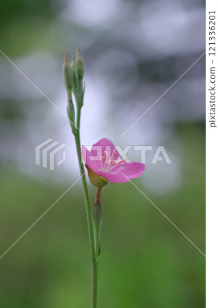漂亮的紅花晚妝 121336201