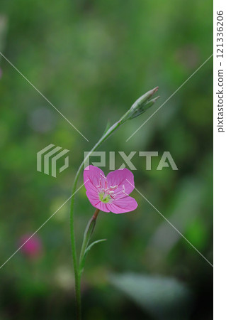 Small Yugesho flower Small Yugesho flower 121336206