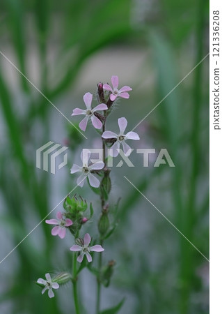 Small purple Silene flowers blooming in the spring field Small purple Silene flowers blooming in the spring field 121336208