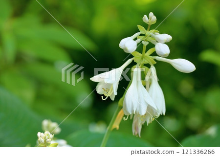 Ooba Giboshi之花 121336266