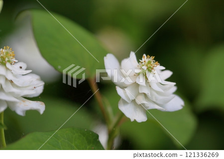 清爽的重瓣北達見花 清爽的重瓣北達見花 121336269