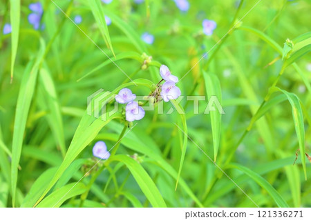 Murasaki Yukusa之花 121336271