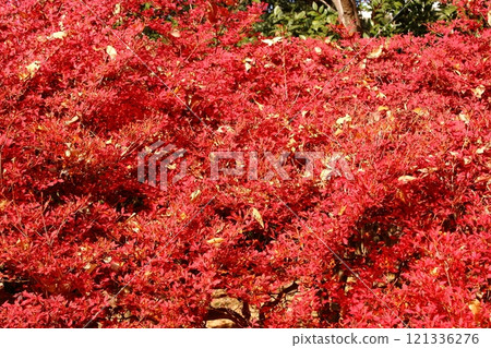 Bright red leaves scattered on fallen leaves in Inokashira Park (1) Bright red leaves scattered on fallen leaves in Inokashira Park (1) 121336276