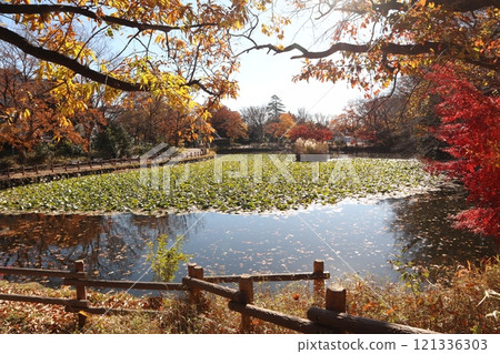 秋葉的菊內池公園 紅蜂群落(橫濱市港北區) 秋葉的菊內池公園 紅蜂群落(橫濱市港北區) 121336303