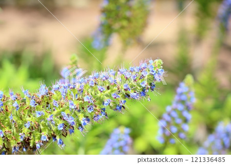 Echiumocanicans花 121336485