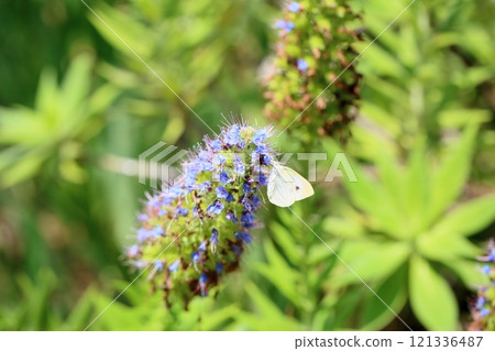 Echiumocanicans flowers Echiumocanicans flowers 121336487