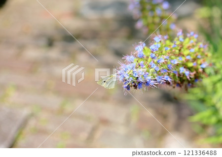 Echiumocanicans花 Echiumocanicans花 121336488