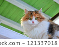 A tricolor cat with green eyes is watching the camera. The green ceiling is in the background. High quality photo 121337018